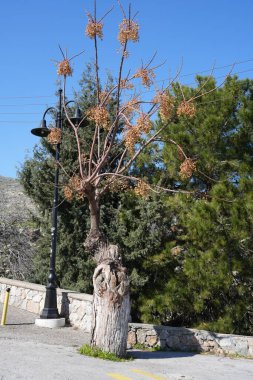 Melia Azedarach ya da Rodos 'taki Çin Ağacı. 