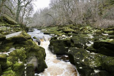 Bolton Abbey, Skipton, İngiltere yakınlarındaki Wharfe nehrinin Rocky bölümü.. 