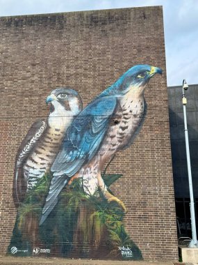Peregrine Falcons Duvar resmi Derby İpek Değirmeninde Yapım Müzesinin yanında. Şehir sanatçısı Sarah Yates. Derby, İngiltere, İngiltere. Mart 2025. 