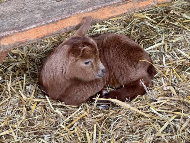 Genç bir Altın Guernsey Dadı Keçi ahırda samanlıkta oturuyor.. 