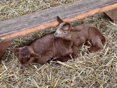 Bir çift Altın Guernsey Dadı Keçi Ahırda saman üzerinde oturan. 