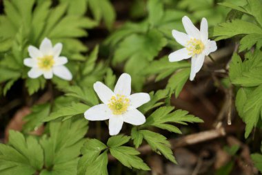Beyaz ve sarı orman şakayığı, Anemonoides nemorosa, Ranunculaceae familyasından erken bahar çiçekleri..