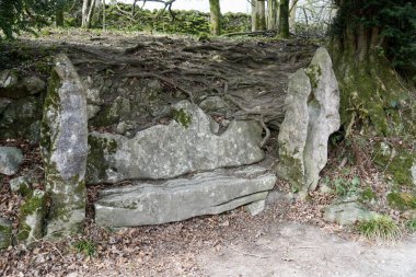 Ingleborough Gayrimenkul Doğa Yolu 'nda ağaç kökleri büyüyen antik taş koltuk. Clapham, Kuzey Yorkshire, İngiltere, İngiltere. Mart 2025. 
