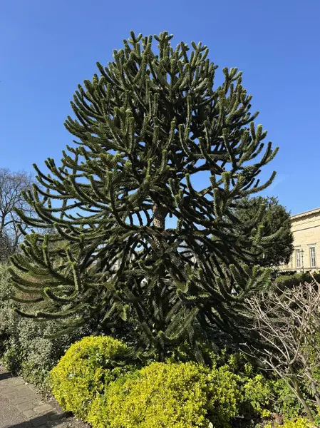 Araucaria araucana, yaygın olarak maymun bulmaca ağacı, maymun kuyruğu ağacı, pewen, pehuen çamı veya pionero olarak bilinir..