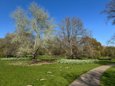 Clemsons Park, Littleover, Derby, İngiltere 'de mavi gökyüzünün altındaki nergislerle çevrili ağaçlar. Nisan 2025. 