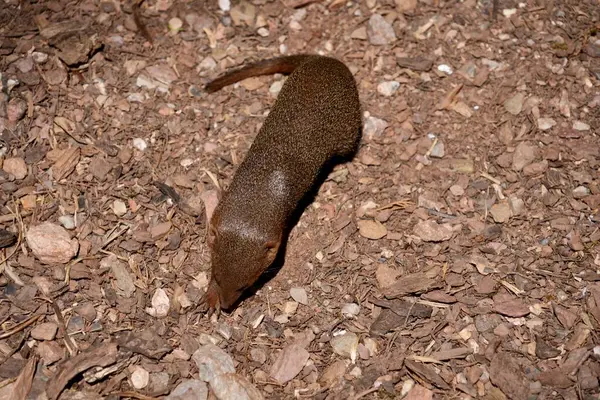 Cüce firavun faresi. Helogale Parvula. Doğu Afrika 'da bulundu.