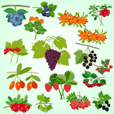 Böğürtlenlerin vektör illüstrasyonu