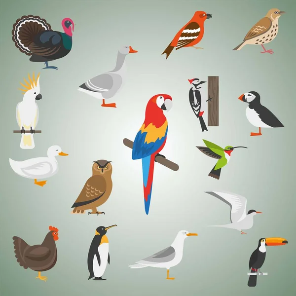 Conjunto Dibujos Animados Aves — Vector de stock