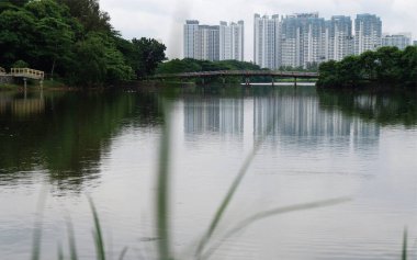 Güzel bir göl veya nehrin ortasındaki bir şehir parkının manzarası ve yerel sakinlerin faaliyetleri ve hayvanların devamlılığı ve çiçek açması.