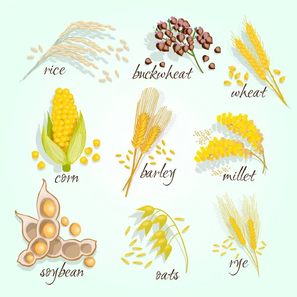 Buğday ve tohum çeşitleri. vektör illüstrasyonu.