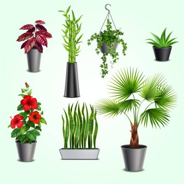 Raftaki farklı bitki ve saksılar beyaza izole edilmiş.