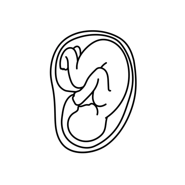 Baby Foetus Een Baarmoeder Lijn Kunst Vector — Stockvector