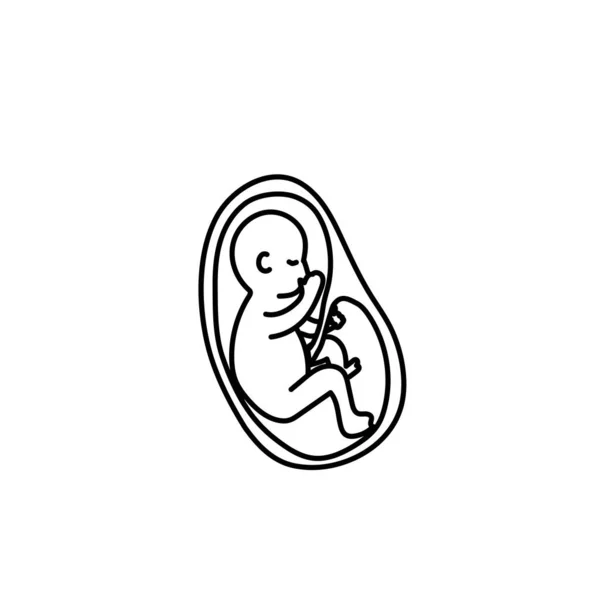 Baby Fetus Womb Line Art Vector — Stock Vector