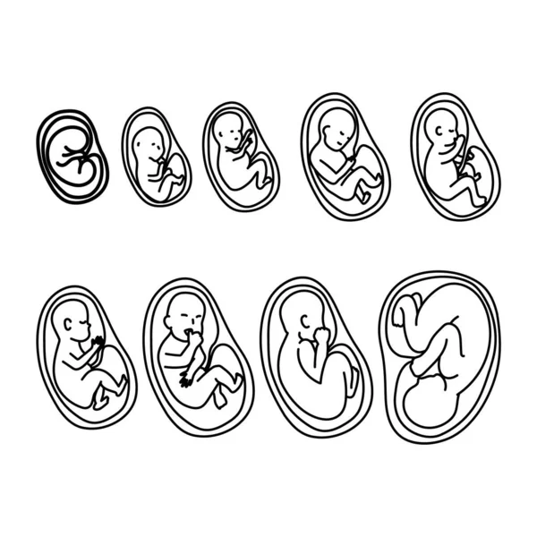 Menselijke Foetus Ontwikkeling Stadia Lijn Kunst — Stockvector