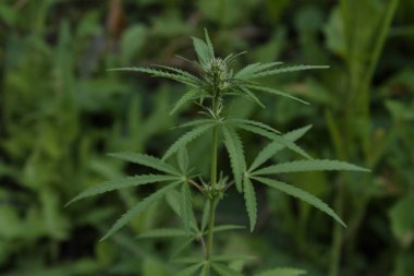 Tıbbi tedavi için esrar bitkisi.