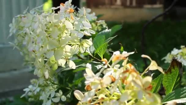 Bílá Hortenzie Nedokonalostmi Osvětlenými Sluncem Hortenzie Bílá Květina Osvětlená Sluncem — Stock video