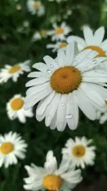 Yağmurdan sonra büyük papatya çiçekleri ıslanır..