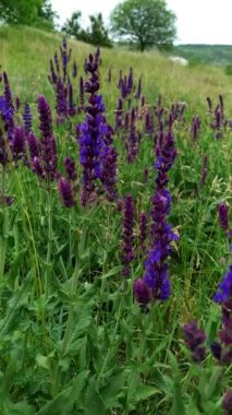 Çayırda mor çiçekler büyüyor..