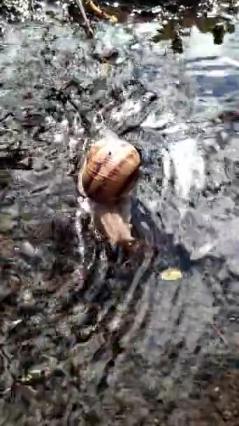 Escargot Reposant Dans Ruisseau Début Printemps — Video