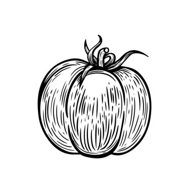 Domates sebze çizimi çizimi.