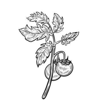 Dal çizgisi üzerindeki domates beyaz arkaplanda izole edildi.