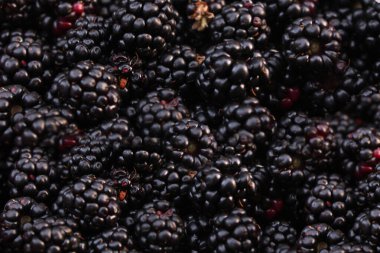 Blackberry makro görünüm arkaplanı.