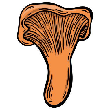 Beyaz arkaplanda izole edilmiş Chantarell mantar çizgisi.