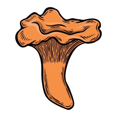 Chantarelle mantar vektör çizimi.
