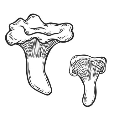 Chantarell mantar çizgisi beyaz arkaplanda izole edilmiş.
