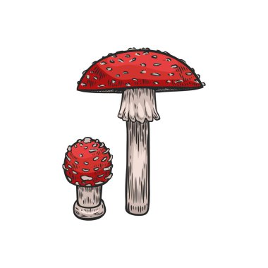 Amanita mantarları beyaz arkaplanda izole edilmiş çizgiler.