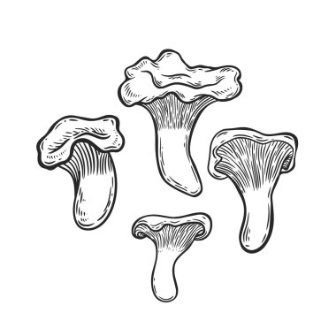 Chantarelle mantarı çizimi vektör çizimi.