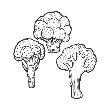 Brokoli çizimi vektör illüstrasyonuName.