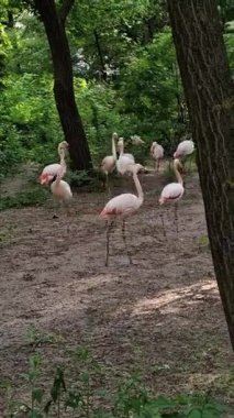 Flamingo kuşları doğada dolaşıyorlar..