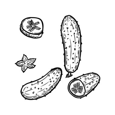 Salatalık çizimi vektör çizimi.