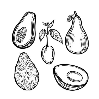 Avokado tohumu ve meyve çizgisi beyaz arkaplanda izole edildi.