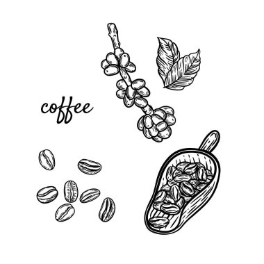 Kahve çekirdekleri dalda ve kepçe çizgisinde beyaz arka planda izole edilmiş..