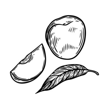 Peach fruit slice engraved vector illustration.