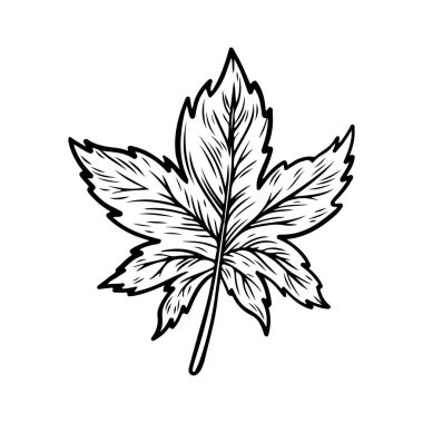 Akçaağaç yaprağı çizimi beyaz arkaplanda izole edildi.