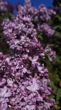 Açık mavi gökyüzünün altında açan leylak çiçeklerinin yakın çekimi. Çiçek Açan Leylak Çiçeklerinin Yakın Görüntüsü.