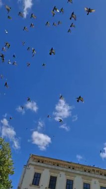 Gökyüzünde Uçan Güvercinler Manzaralı Şehir Merkezinin Üzerinde.