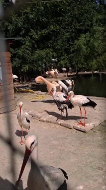 Bir grup leylek ve su kenarında bir pelikan. Ağaçlı ve havuzlu bir parkta..