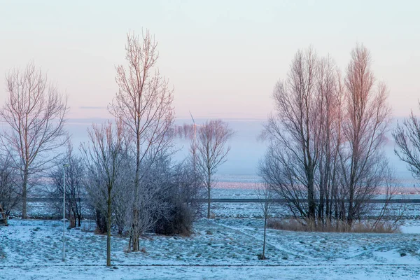 Утро Розовое Небо Туман Деревьями Покрытые Римом Инеем Холодным Зимним — стоковое фото