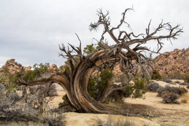 Joshua Tree Ulusal Parkı, Kaliforniya, ABD 'de tuhaf ama zarif şekilli Joshua Tree. Parçalı bulutlu gökyüzü, kuru çalılar ve çöldeki yuvarlak kayalar. Yüksek kalite fotoğraf