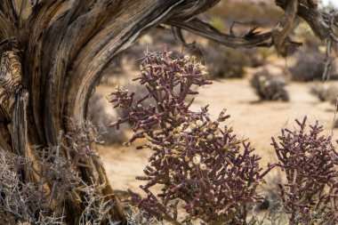 Joshua Tree Ulusal Parkı, Kaliforniya, ABD 'de tuhaf şekilli ağaç ve mor çalılık. Parçalı bulutlu gökyüzü, kuru çalılar ve çöldeki yuvarlak kayalar. Yüksek kalite fotoğraf