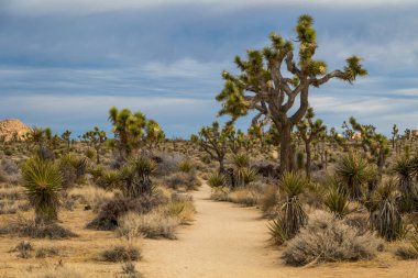 Joshua Tree Ulusal Parkı, Kaliforniya, ABD 'de Joshua Trees. Parçalı bulutlu gökyüzü, kuru çalılar ve çöldeki yuvarlak kayalar. Yüksek kalite fotoğraf
