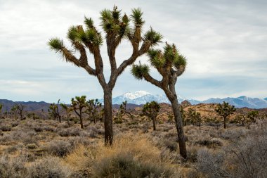 Joshua Tree Ulusal Parkı, Kaliforniya, ABD 'de Joshua Trees. Parçalı bulutlu gökyüzü, kuru çalılar ve çöldeki yuvarlak kayalar. Yüksek kalite fotoğraf