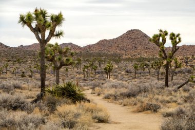 Joshua Tree Ulusal Parkı, Kaliforniya, ABD 'de Joshua Trees. Parçalı bulutlu gökyüzü, kuru çalılar ve çöldeki yuvarlak kayalar. Yüksek kalite fotoğraf