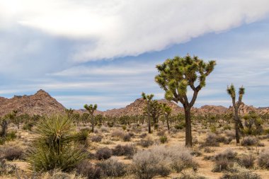 Joshua Tree Ulusal Parkı, Kaliforniya, ABD 'de Joshua Trees. Parçalı bulutlu gökyüzü, kuru çalılar ve çöldeki yuvarlak kayalar. Yüksek kalite fotoğraf