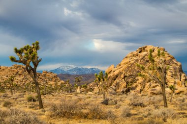 Joshua Tree Ulusal Parkı, Kaliforniya, ABD 'de Joshua Trees. Parçalı bulutlu gökyüzü, kuru çalılar ve çöldeki yuvarlak kayalar. Arka planda dağlar, yumuşak ışık. Yüksek kalite fotoğraf