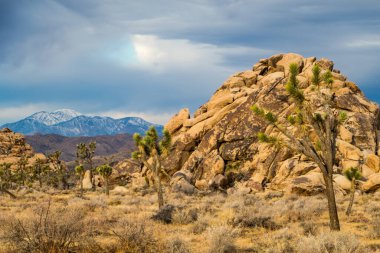 Joshua Tree Ulusal Parkı, Kaliforniya, ABD 'de Joshua Trees. Parçalı bulutlu gökyüzü, kuru çalılar ve çöldeki yuvarlak kayalar. Arka planda dağlar, yumuşak ışık. Yüksek kalite fotoğraf